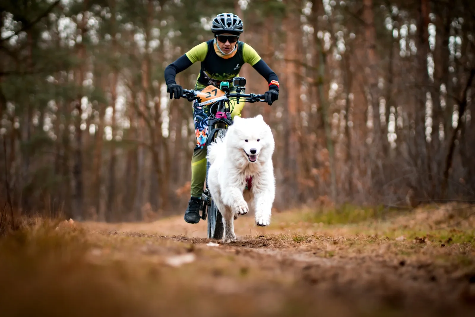 Samojed w uprzęży ciągnie zawodnika na rowerze leśną drogą