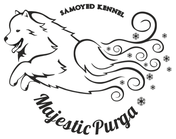 Majestic Purga FCI — hodowla samojedów Majestic Purga FCI — hodowla samojedów